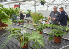 Discussing the Ferns.